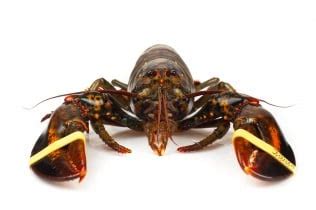 cheapest place tp buy lobsters in new bedford area
